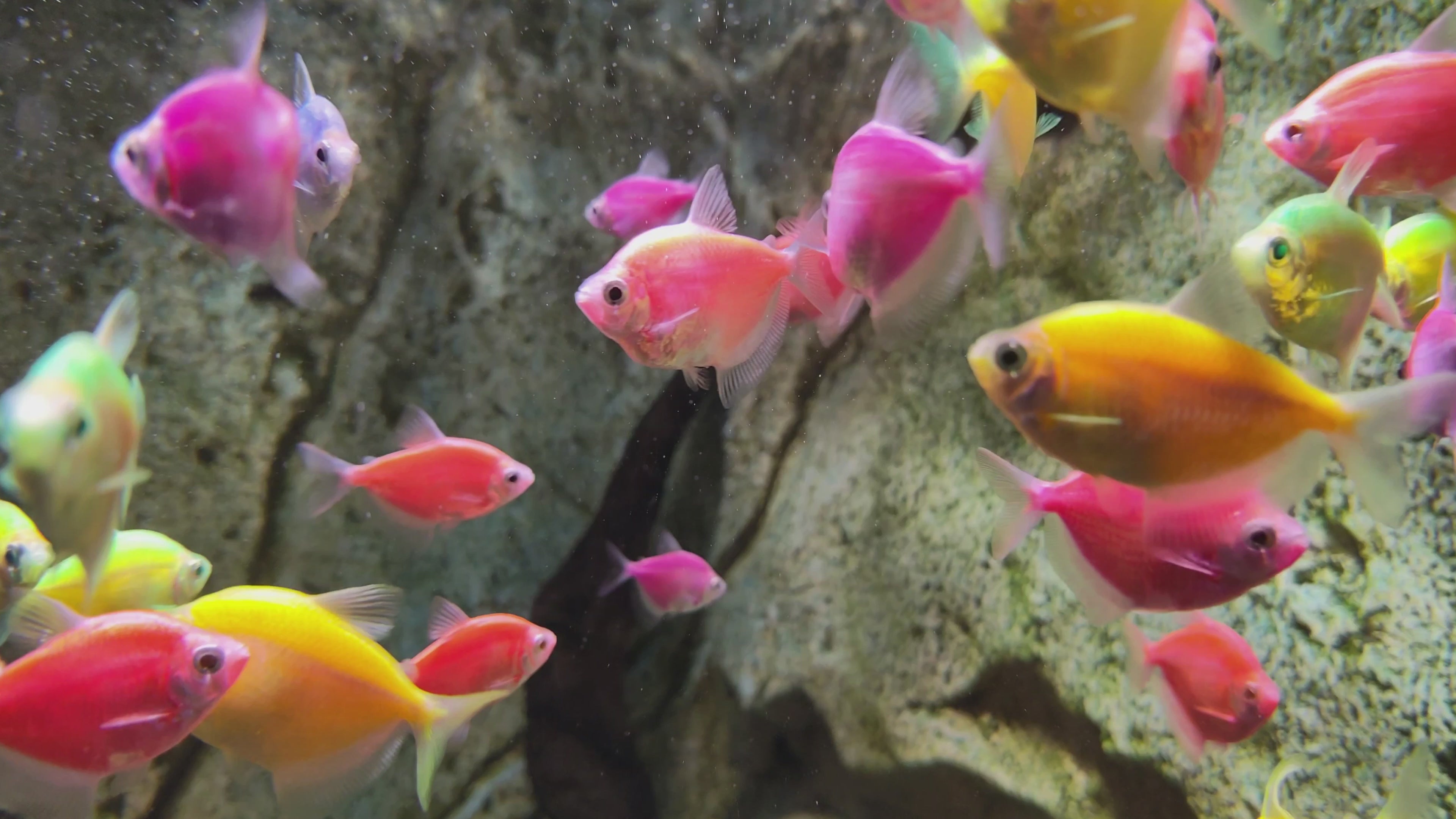 Load video: OPPO Reno14 F(S) 5G Underwater 4K Video