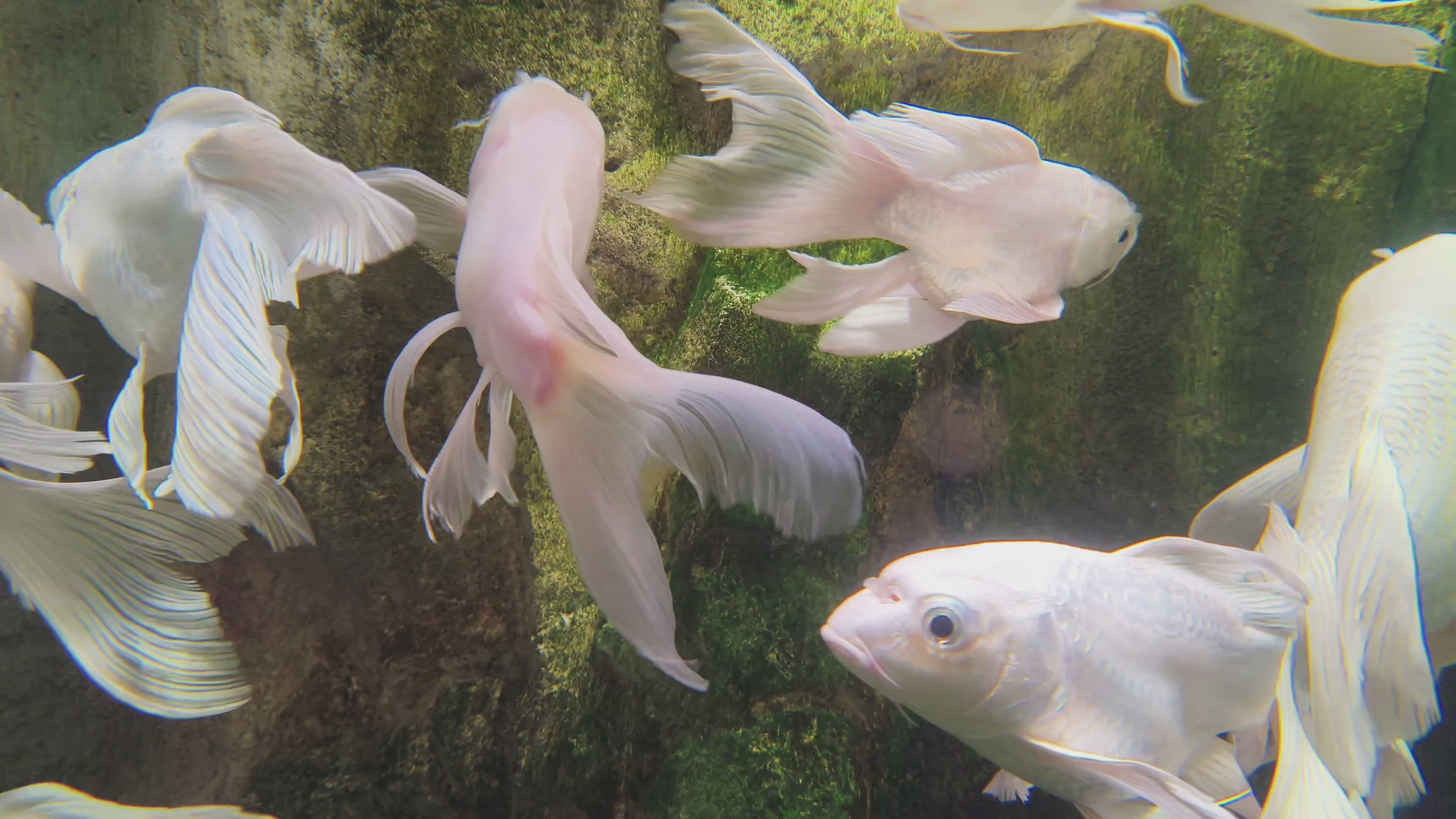 Load video: OPPO Reno14 5G Underwater 4K Video